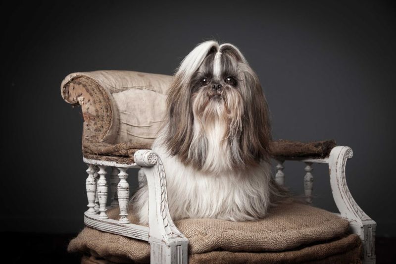 Shih Tzu: Imperial Lap Guardians