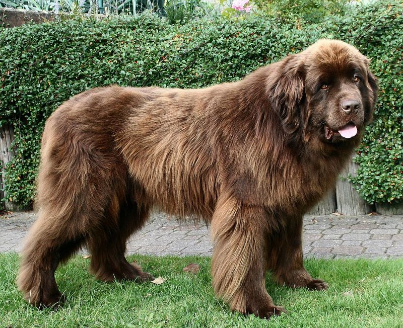 Newfoundland: Gentle Giants With Heroic Hearts