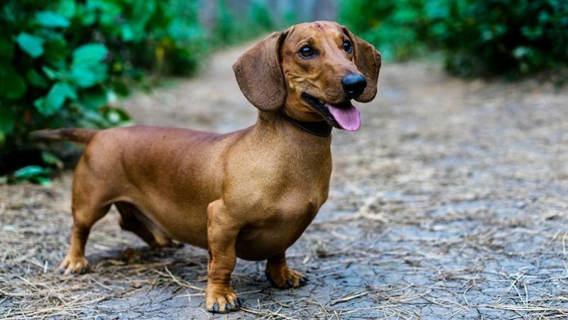 Dachshund: The Tenacious Tunneler