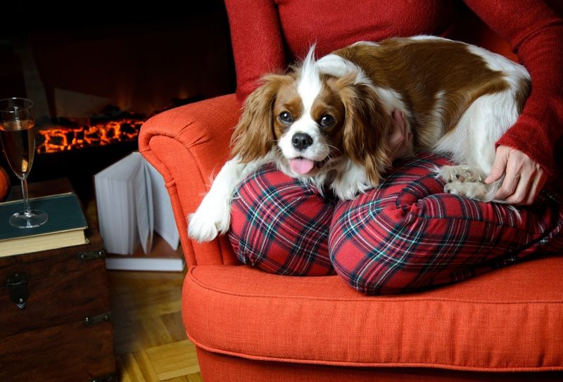 Cavalier King Charles Spaniel: Lap Luxury