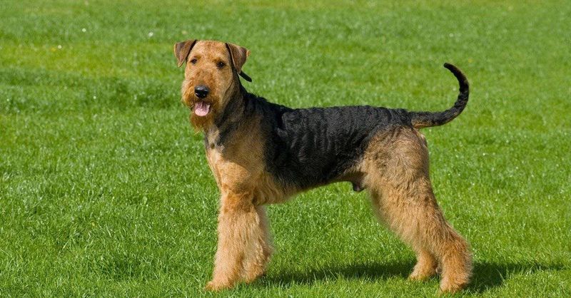 Airedale Terrier: The King Of Terriers