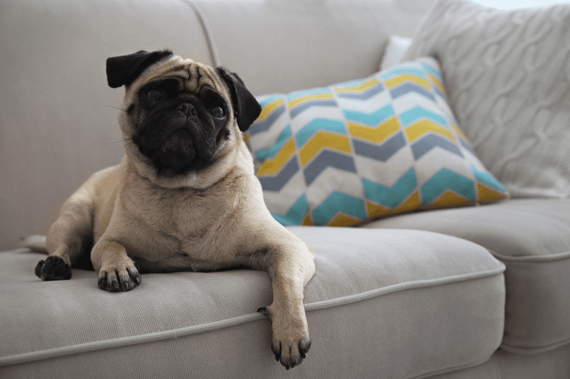 Pug