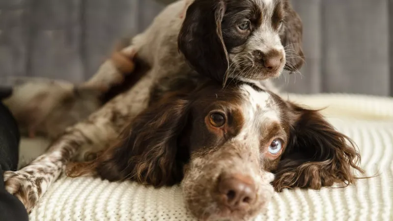 Cocker Spaniel