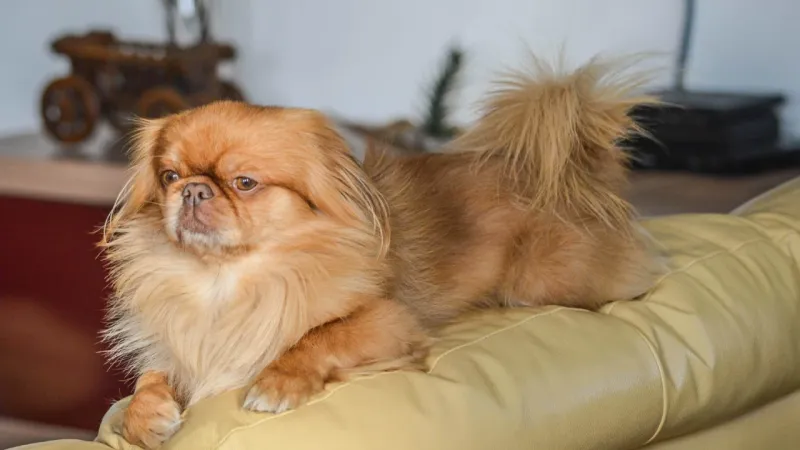 Pekingese: Royal Divas