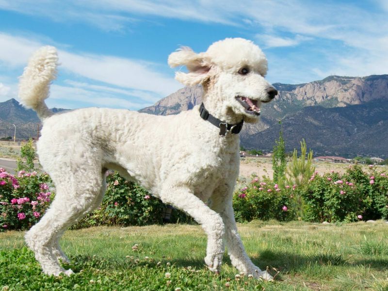 Poodles: Brainy Beauty Queens