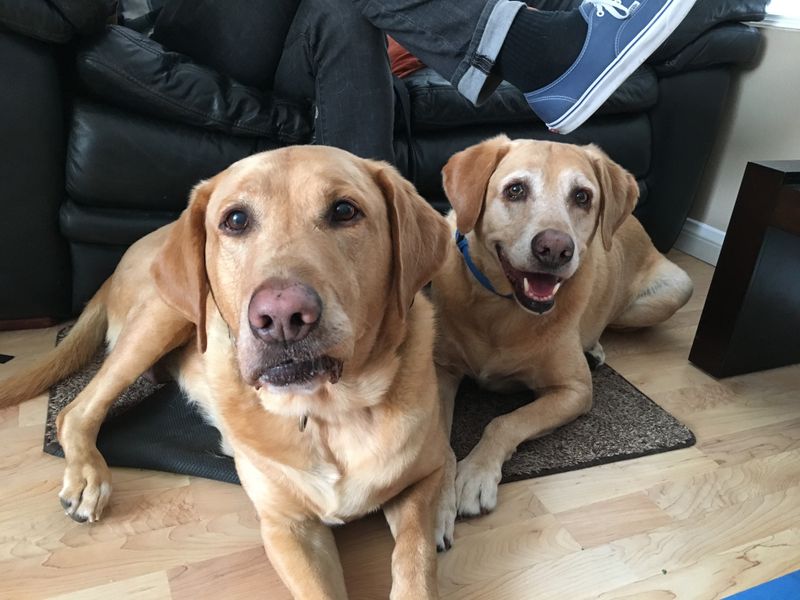 Labrador Retrievers: Twice The Wagging Tails