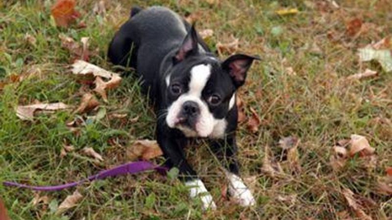 Boston Terriers: Tuxedo-Clad Companions