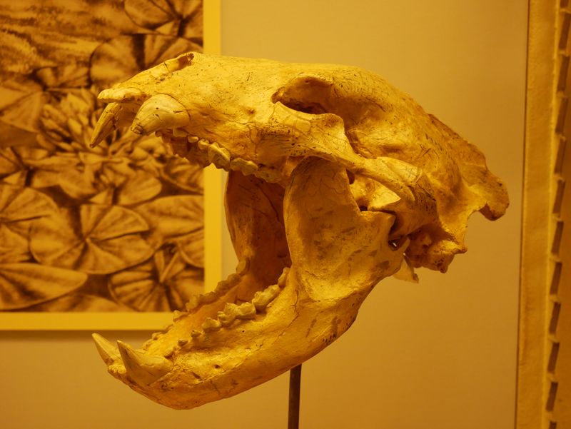 The Dawn Bear