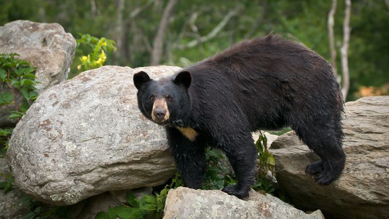 Protecting Wild Bears: Conservation Efforts In The Smoky Mountains