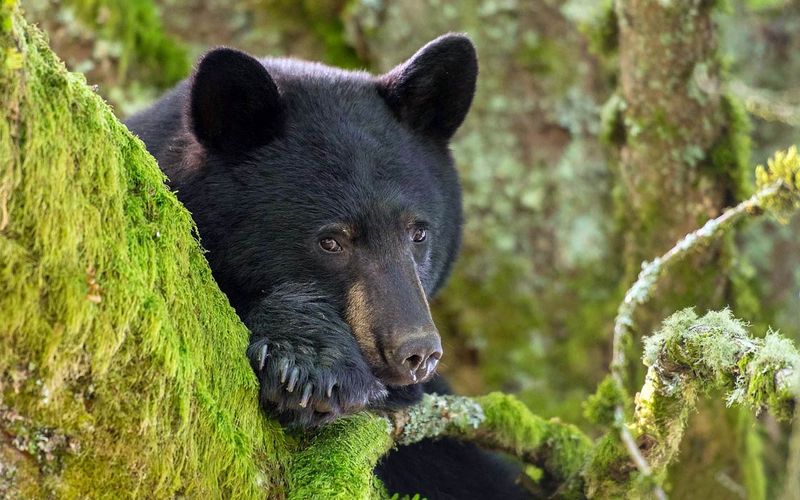The Black Bear's Unique Adaptations To The Smoky Mountains