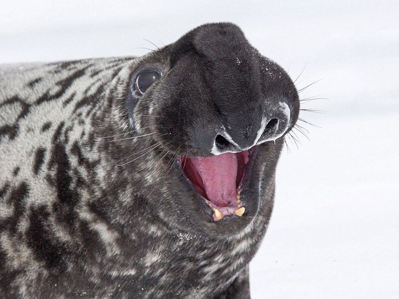 Hooded Balloon-Faces: Hooded Seals