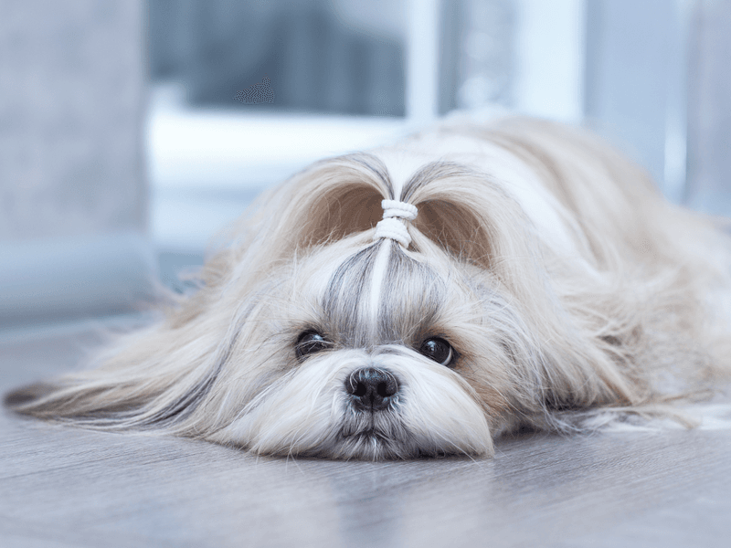 Silky Mops With Attitude