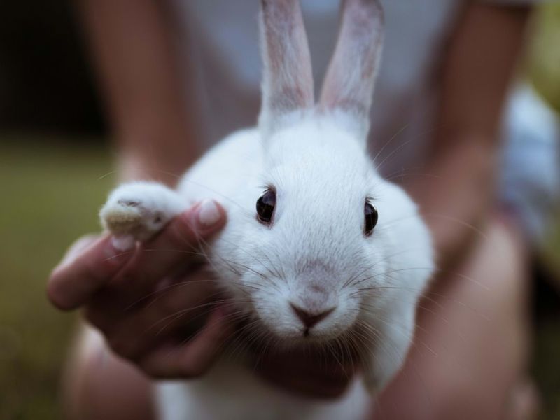 Rabbits