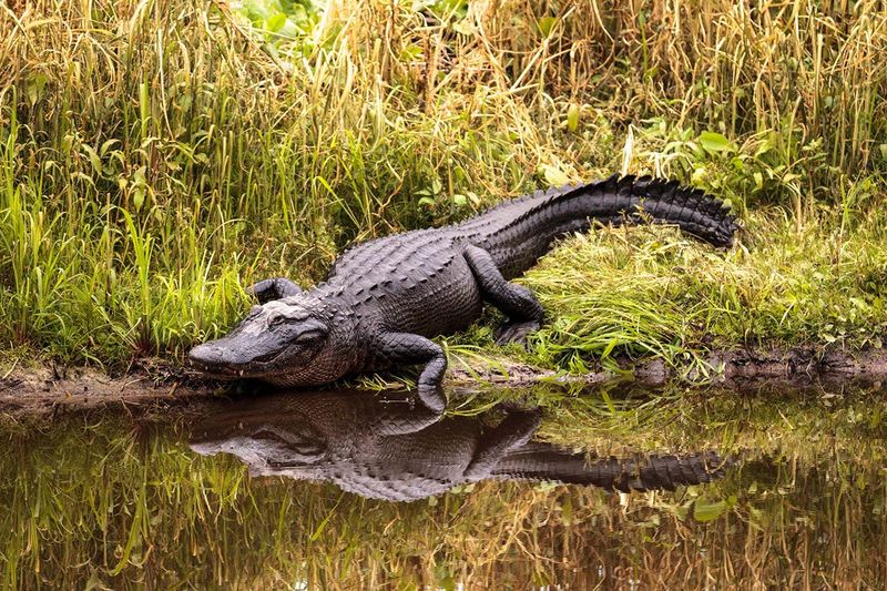 Alligators Engineer Wetland Habitats