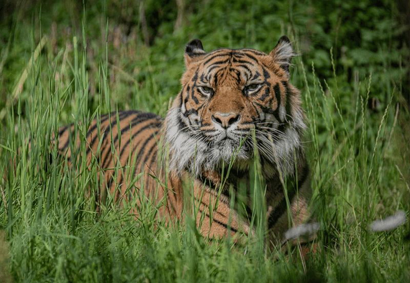 Chester Zoo
