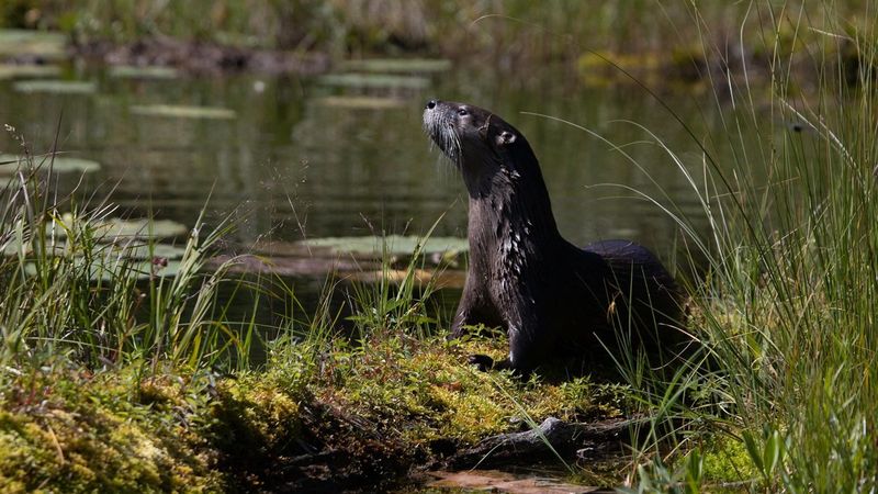 River Otters