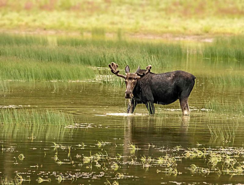Moose