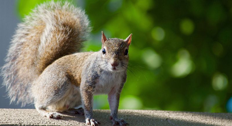 Squirrels – Fast Food That Fights Back?
