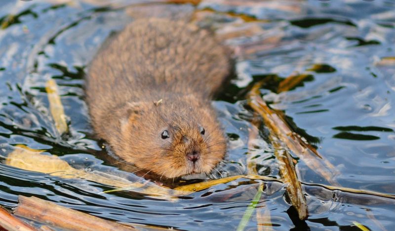 Water Voles
