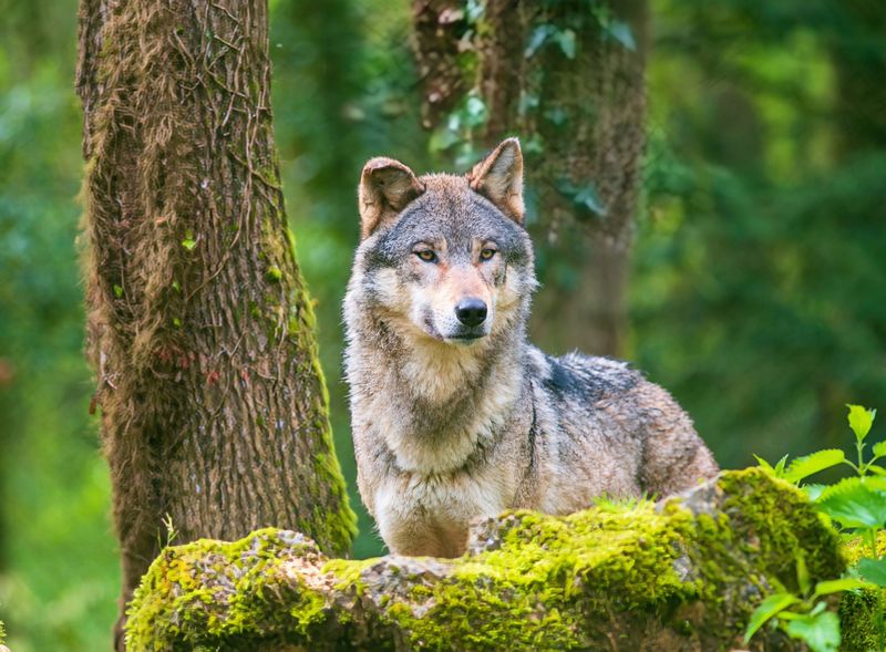 Gray Wolves