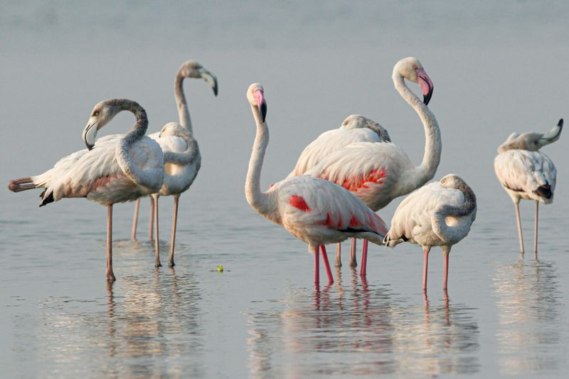 Flamingos