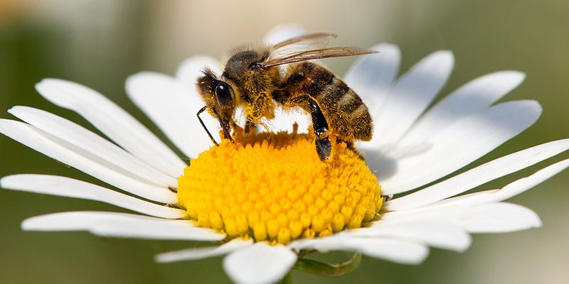 Advocate For Bee-Protecting Policies