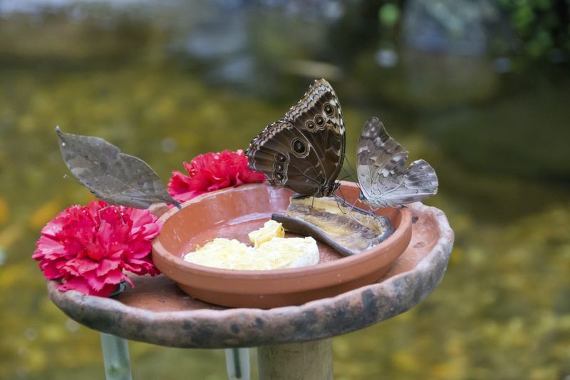 Add Butterfly Puddling Stations