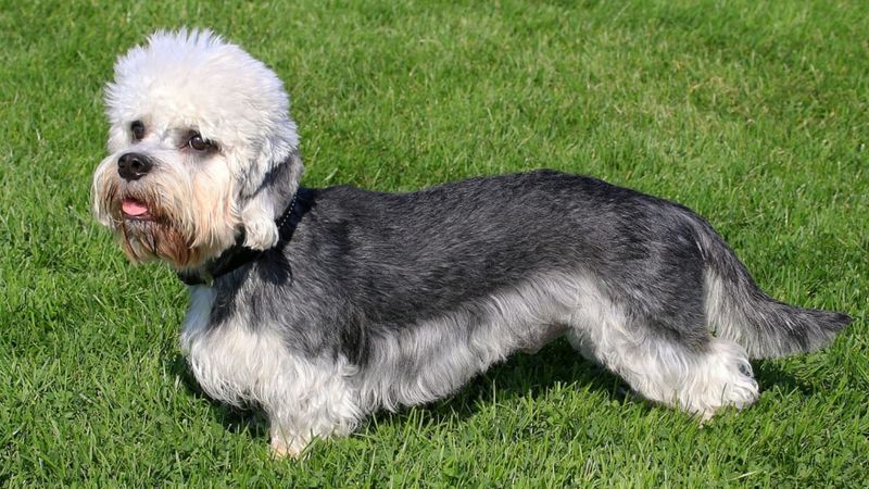 Dandie Dinmont Terrier