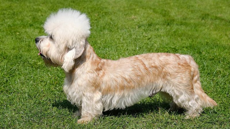 Dandie Dinmont Terrier: Dignified And Deliberate
