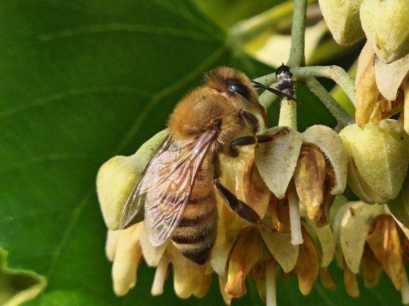 Linden Trees: Heavenly Honeybee Haven