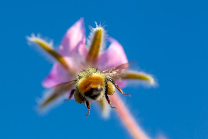Bees' Brilliant UV Vision