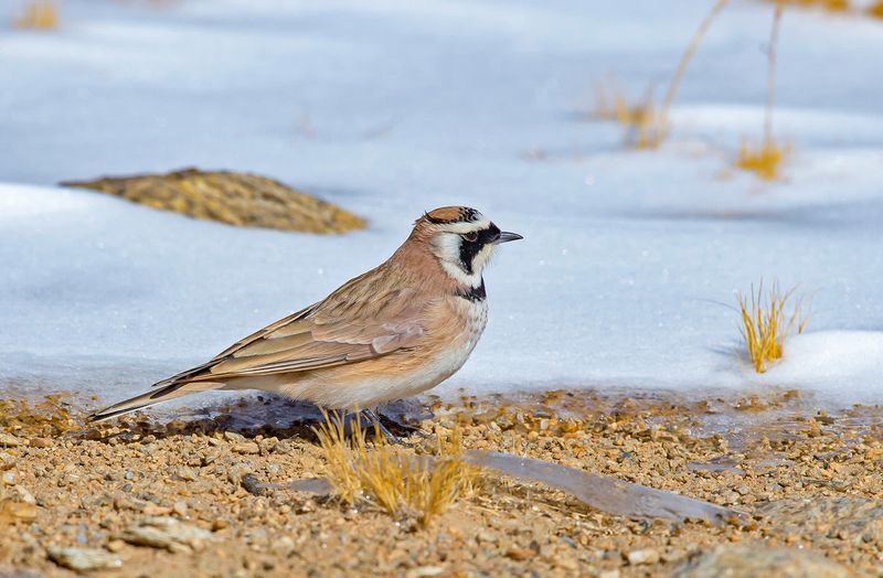 Horned Lark