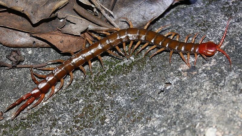 Centipede: A SurprIsing Source Of Pain Relief
