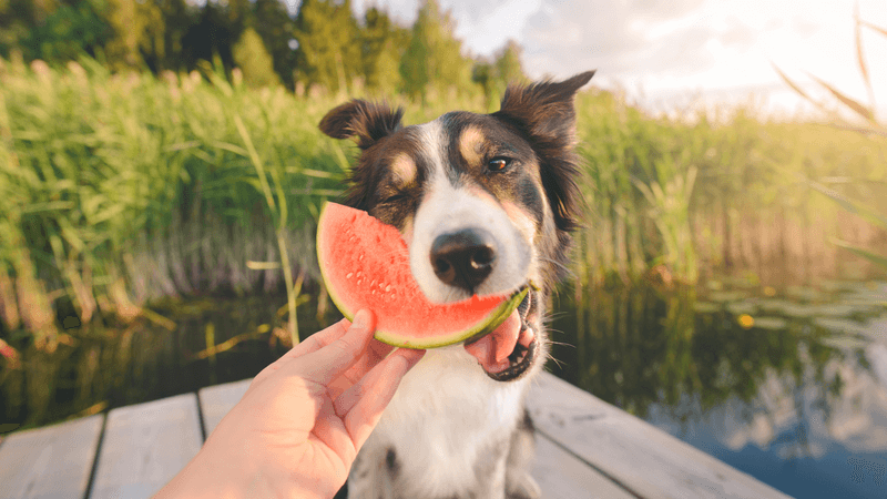 Watermelon Slush