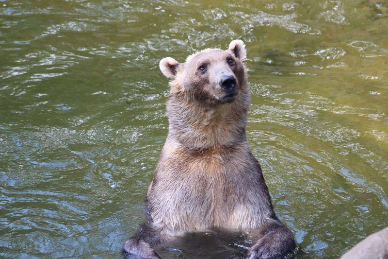 The Intentional Grolar Bear Emergence