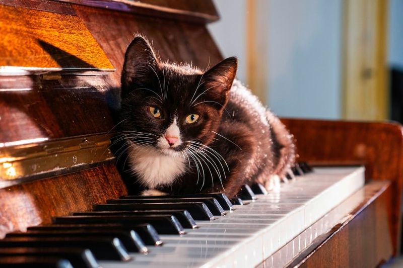 Musical Instruments