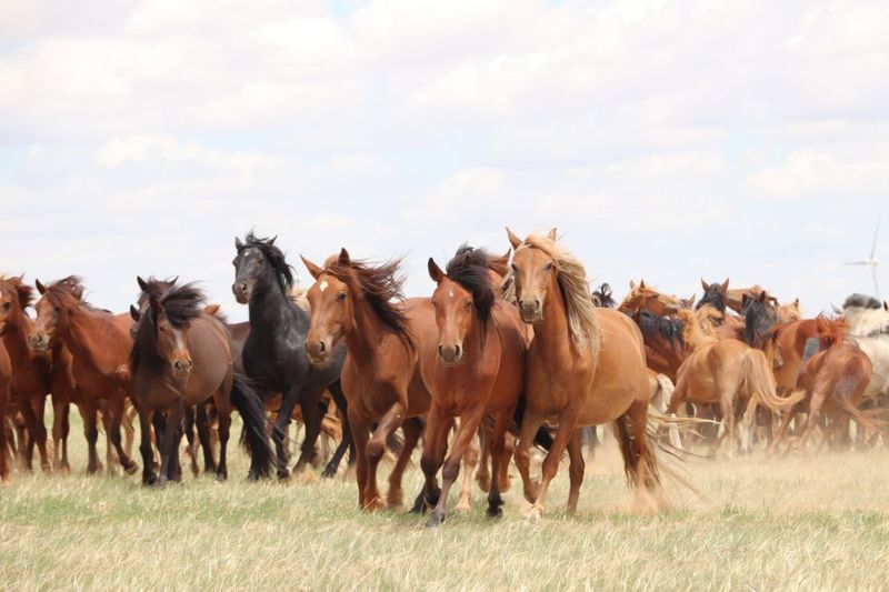 Horses: Expanding Our Horizons