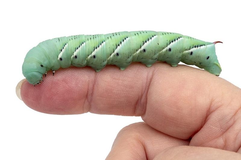 Caterpillars: Soft-Bodied Feasts