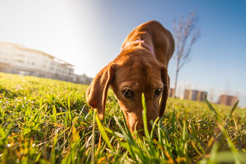 Sniffing Everything