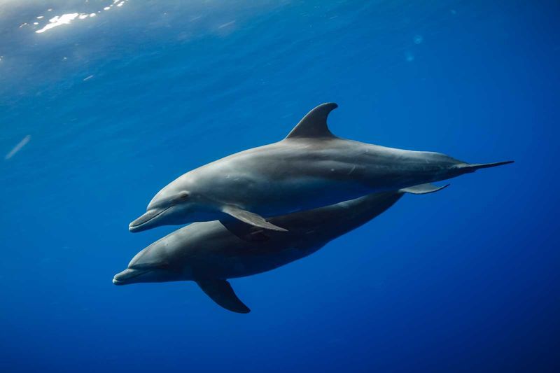 Habitat: Where Do They Live And Why?