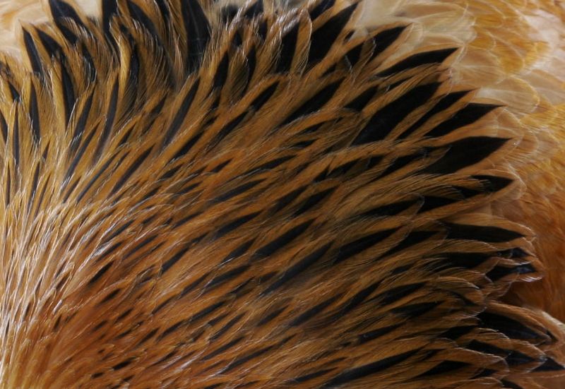 Hackle Highlights: Neck Feather Differences