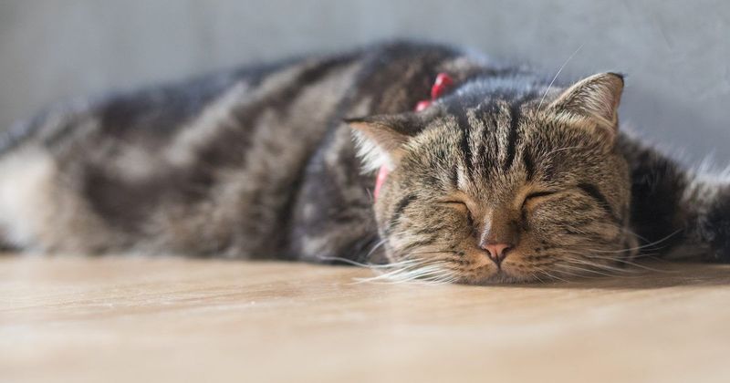 Unusual Sleeping Patterns