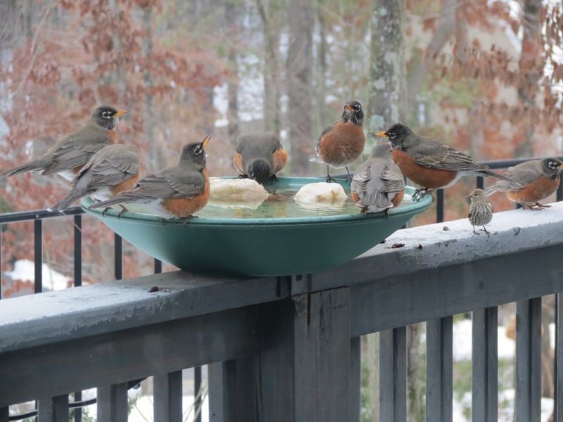 Supplemental Feeding Adaptation