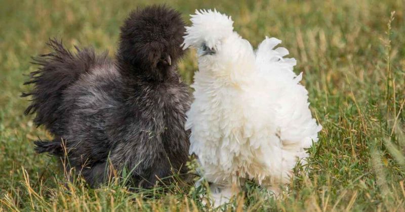 Silkie Chickens