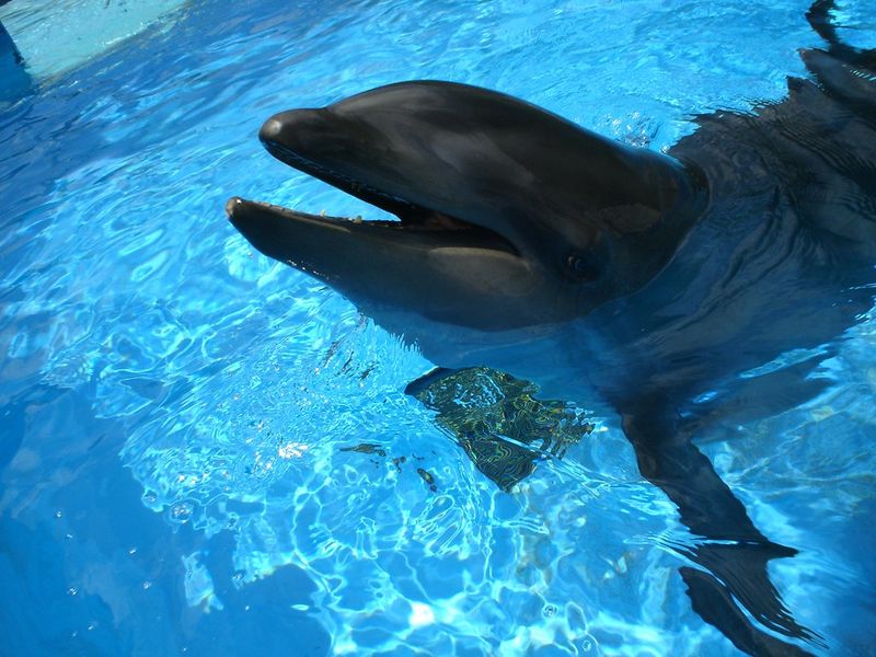 The Wholphin's Unexpected Existence