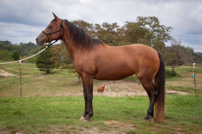 Paso Fino: Dancing On Golden Hills