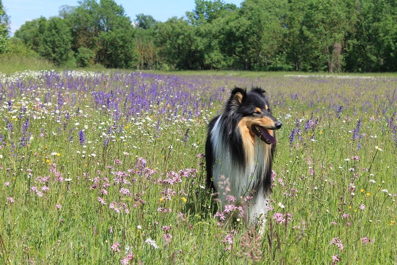 Collie