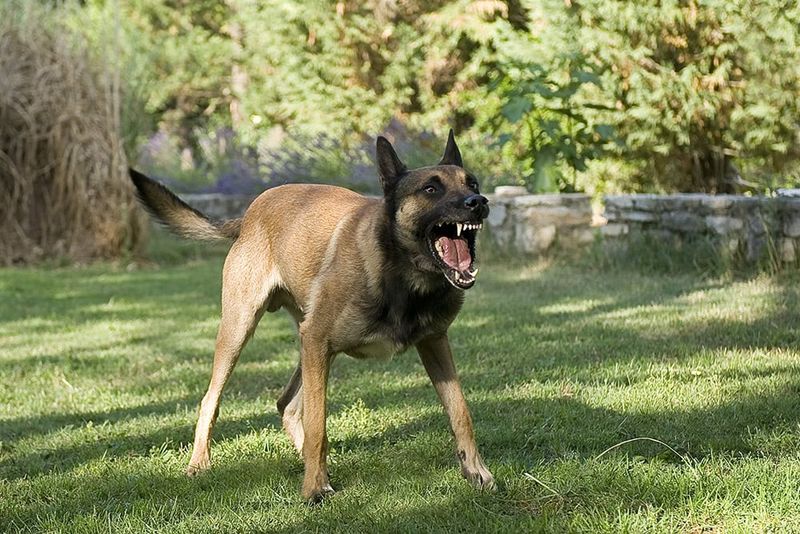 Belgian Malinois