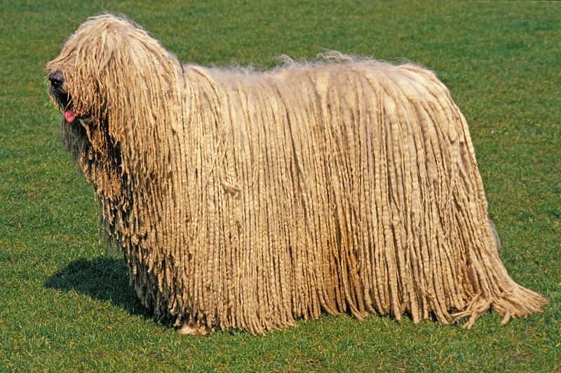 Komondor