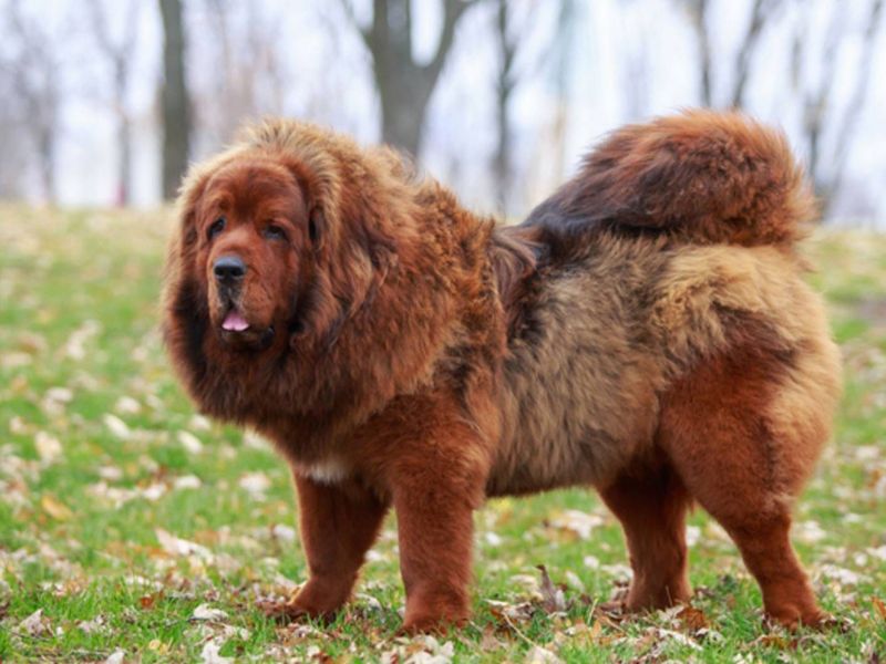 Tibetan Mastiff